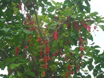 Five-flavor berry (Schisandra chinensis)