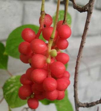 Five-flavor berry (Schisandra chinensis)