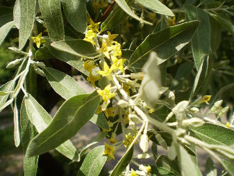 Russian Olive (Elaeagnus angustiofolia)