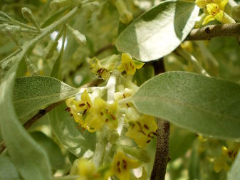 Russian Olive (Elaeagnus angustiofolia)