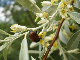 Маслинка вузьколиста (Elaeagnus angustiofolia)