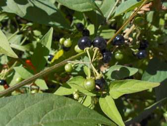 Паслён чёрный (Solanum nigrum)