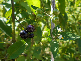 Паслін чорний (Solanum nigrum)