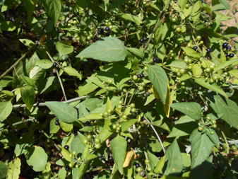 Паслён чёрный (Solanum nigrum)