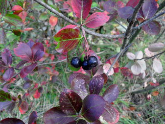 Black Chokeberry (Aronia melanocarpa)