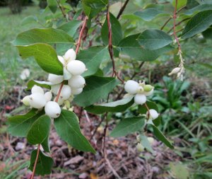 Common Snowberry (Symphoricarpos rivularis)