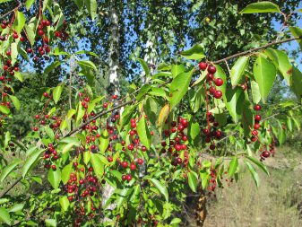 Black Cherry (Padus serotina)