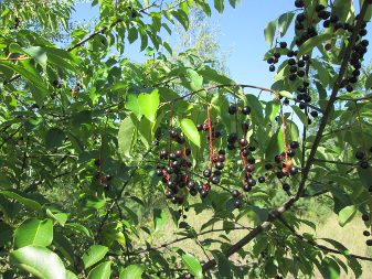Black Cherry (Padus serotina)