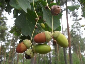 Дуб черешчатий (Quercus robur)