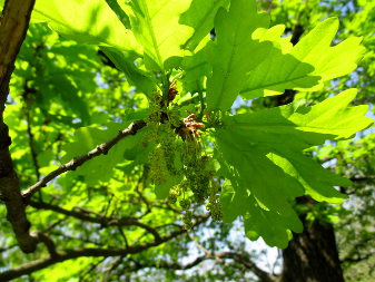 Дуб черешчатий (Quercus robur)