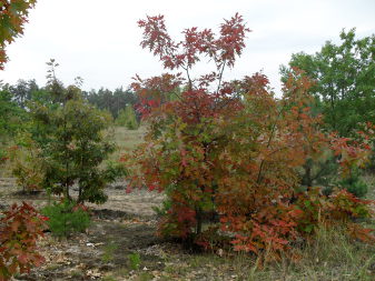 Дуб червоний (Quercus rubra)