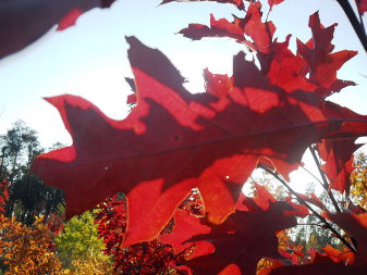 Дуб червоний (Quercus rubra)