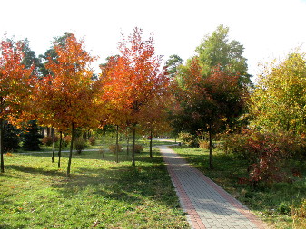 Дуб красный (Quercus rubra)