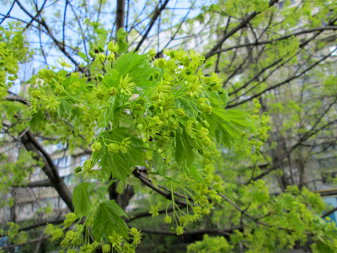 Клён остролистный (Acer platanoides)
