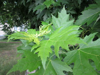 Клен сріблястий (Acer saccharinum)