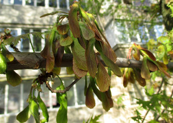 Клён серебристый (Acer saccharinum)