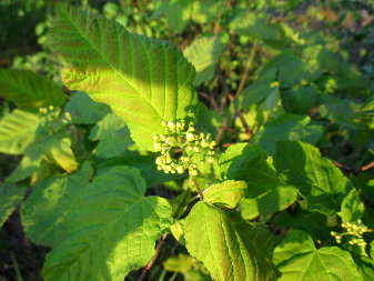Tatar Maple (Acer tatarica)