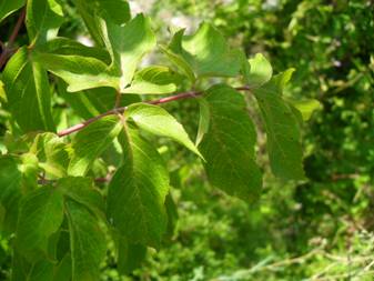 Клен ясенолистий (Acer negundo)