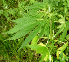 Коноплі бур'янисті (Cannabis ruderalis)