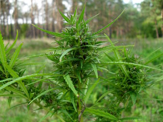 Wild Hemp (Cannabis ruderalis)