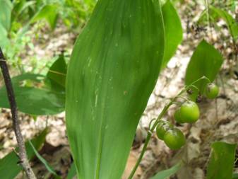 Конвалія звичайна (Convallaria majalis)