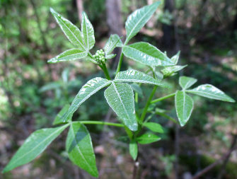 Птелея трилиста (Ptelea trifoliata)