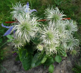 Ломиніс цілолистий (Clematis integrifolia)