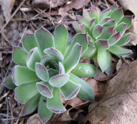 Молодило руське (Sempervivum ruthenicum)