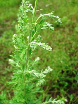 Полынь горькая (Artemisia absinthium)