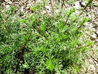 Полин гіркий (Artemisia absinthium)