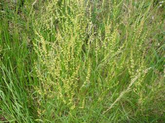 Полынь лечебная (Artemisia abrotanum)