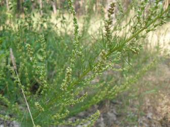 Полынь лечебная (Artemisia abrotanum)