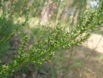 Southernwood (Artemisia abrotanum)