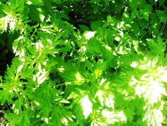 Mugwort (Artemisia vulgaris)