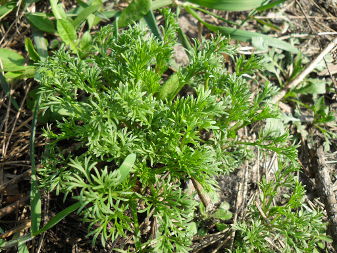 Mugwort (Artemisia vulgaris)