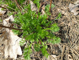Полынь обыкновенная (Artemisia vulgaris)