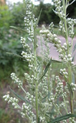 Полин звичайний (Artemisia vulgaris)
