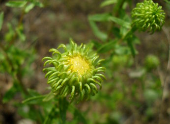 Curlycup Gumweed (Grindelia squarrosa)