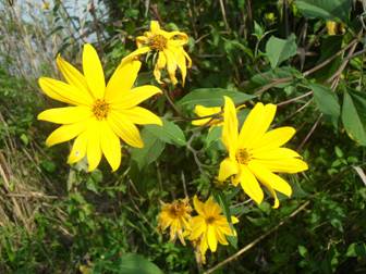 Jerusalem artichoke (Helianthus tuberosus)