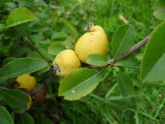 Japanese Quince (Chaenomeles japonica)