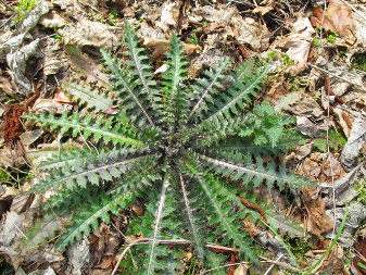 Осот болотяний (Cirsium palustre)