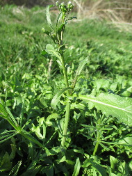 Грицики звичайні (Capsella bursa-pastoris)
