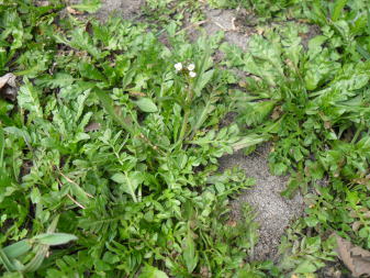 Грицики звичайні (Capsella bursa-pastoris)