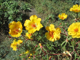 Портулак крупноцветковый (Portulaca grandiflora)