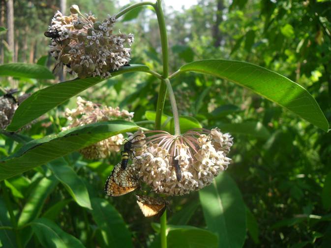 Common Milkweed (Asclepias syriaca)