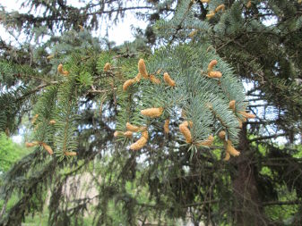 Ялина, смерека (Picea)