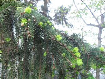 Ялина, смерека (Picea)