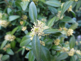 Самшит вічнозелений (Buxus sempervirens)
