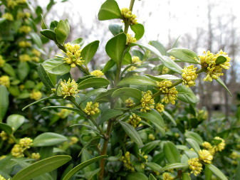 Самшит вечнозелёный (Buxus sempervirens)