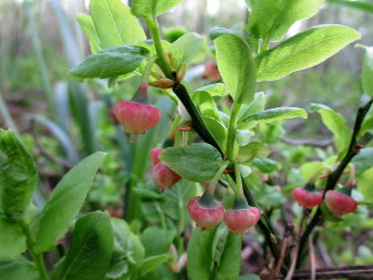 Bilberry; Whortleberry; European Blueberry (Vaccinium myrtillus)